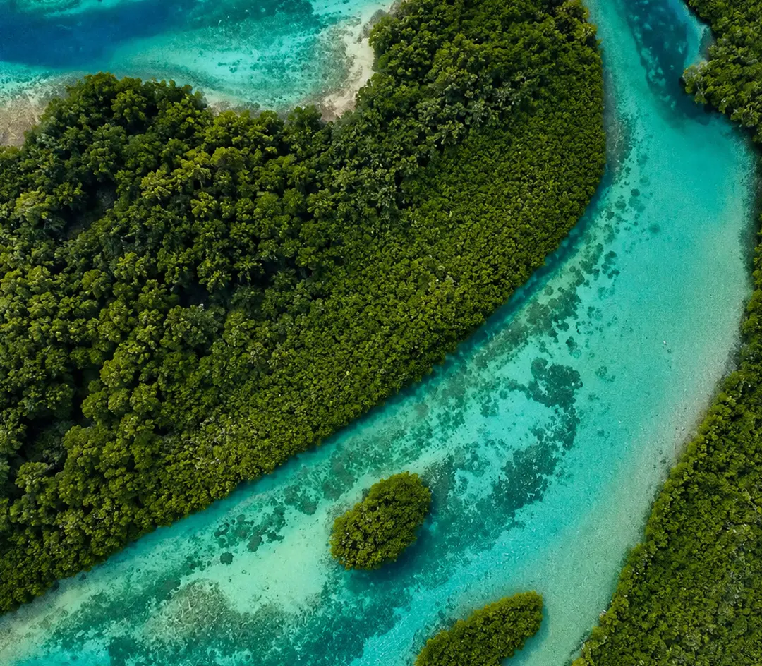 Blue Veins Caribbean Escape