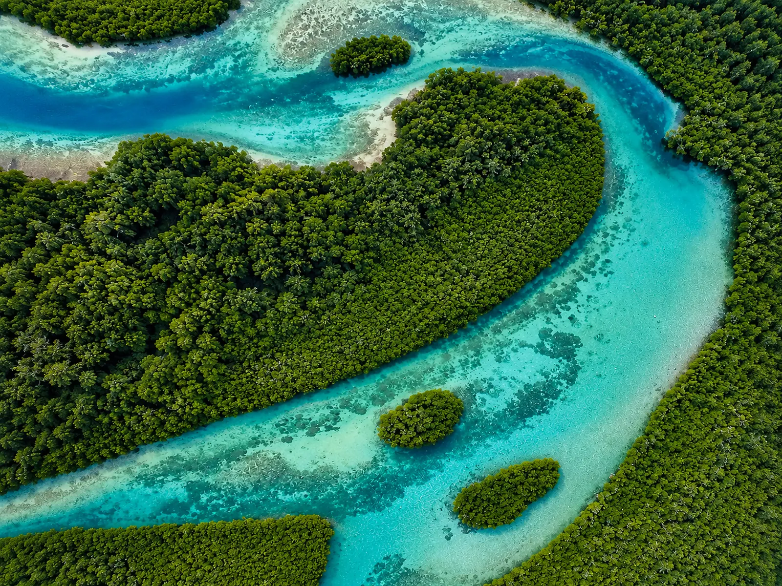 BLUE VEINS CARIBBEAN ESCAPE