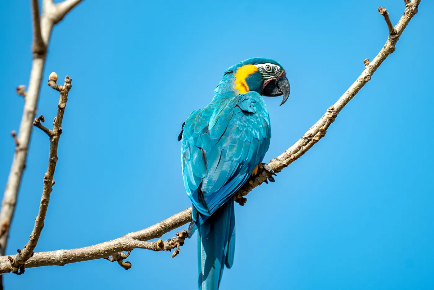 Macaw Encounter Experience